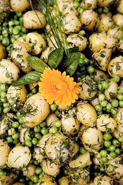 Kartoffelsalat med krydderurter og flute