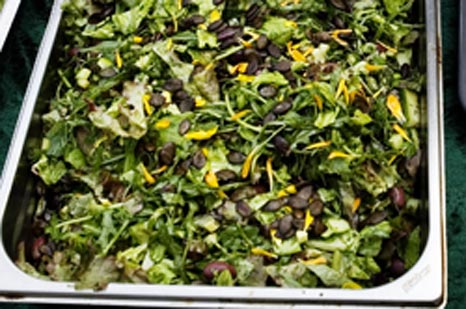 Grøn salat med krydderurter og græskarkerner