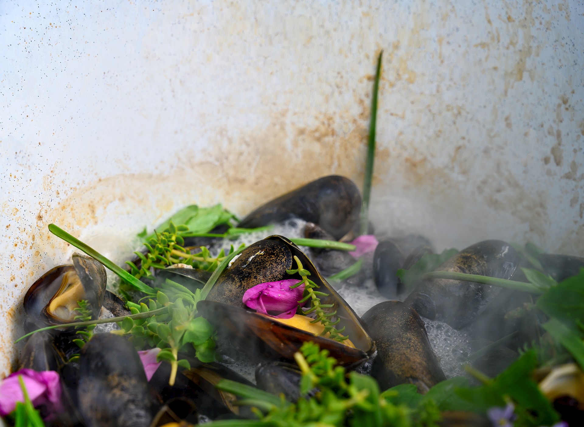 Muslinger og strandurter