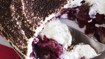 Tiramisu med brombær - thumbnail