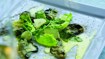 Carpaccio af østers - thumbnail