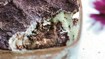 Tiramisu med Nutella og syltede kirsebær - thumbnail